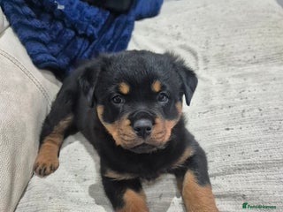Rottweiler dogs for sale - Advert 1
