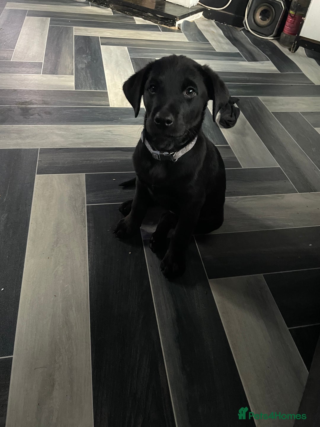 Mixed Breed dogs for sale: 2 beautiful nearly 6 month girls  - Advert 16