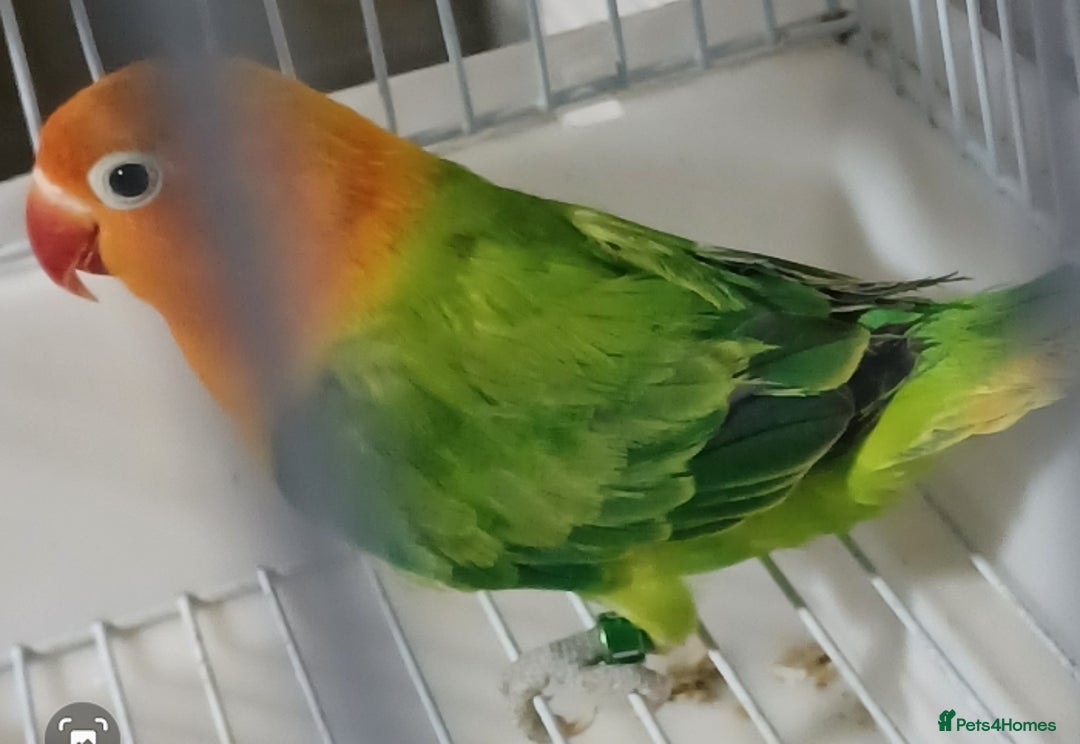 Lovebirds birds for sale: EWING OPLINE YELLOW FACTOR LOVEBIRDS  - Advert 10