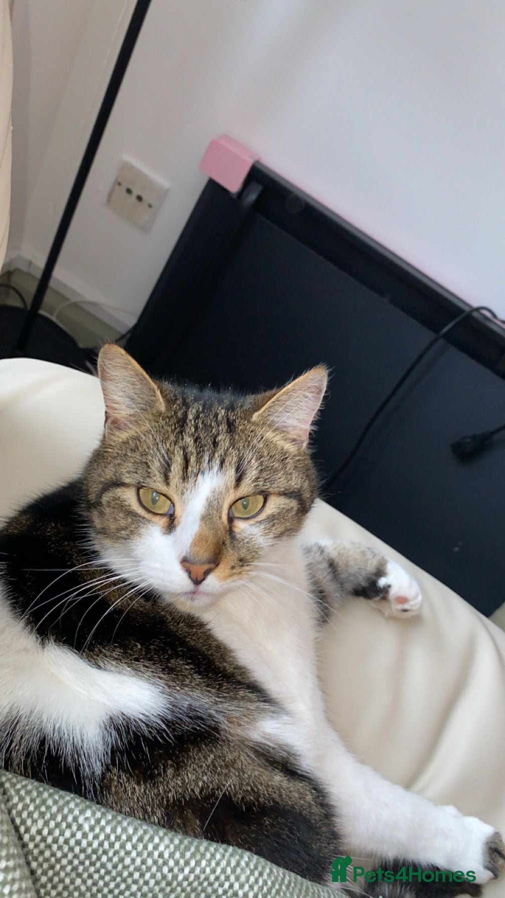 Mixed Breed cats Spot looking for his forever home - Advert 10