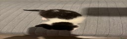 Domestic Shorthair cats for sale: White and black male kitten - Advert 4