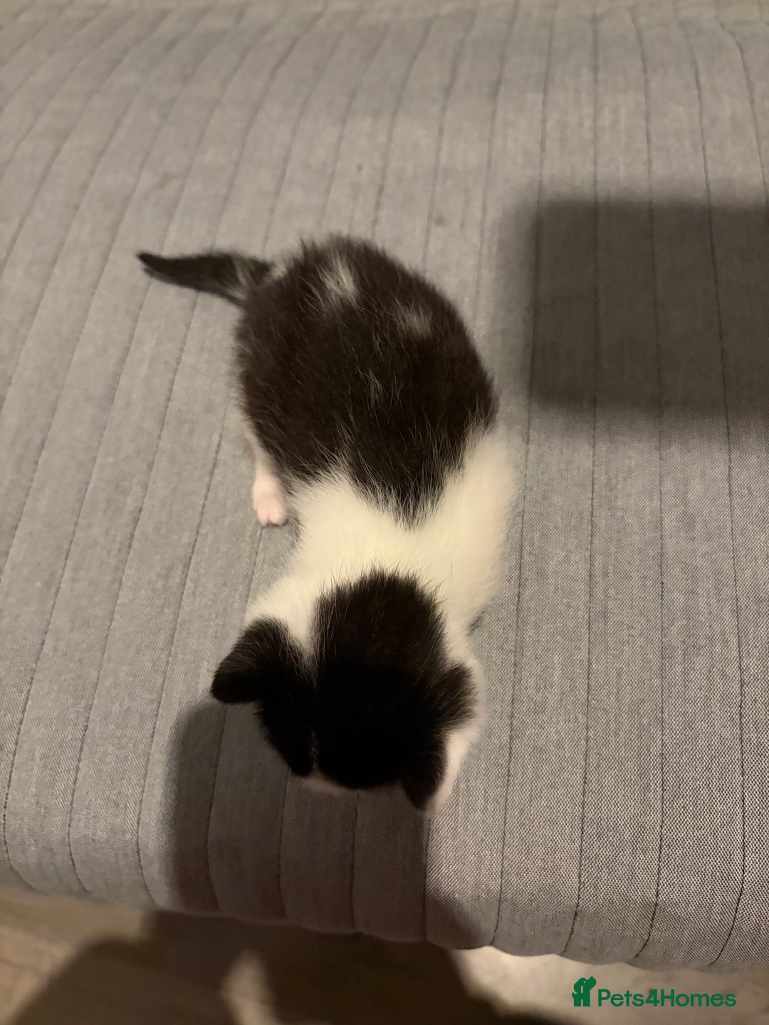 Domestic Shorthair cats for sale: White and black male kitten - Advert 4