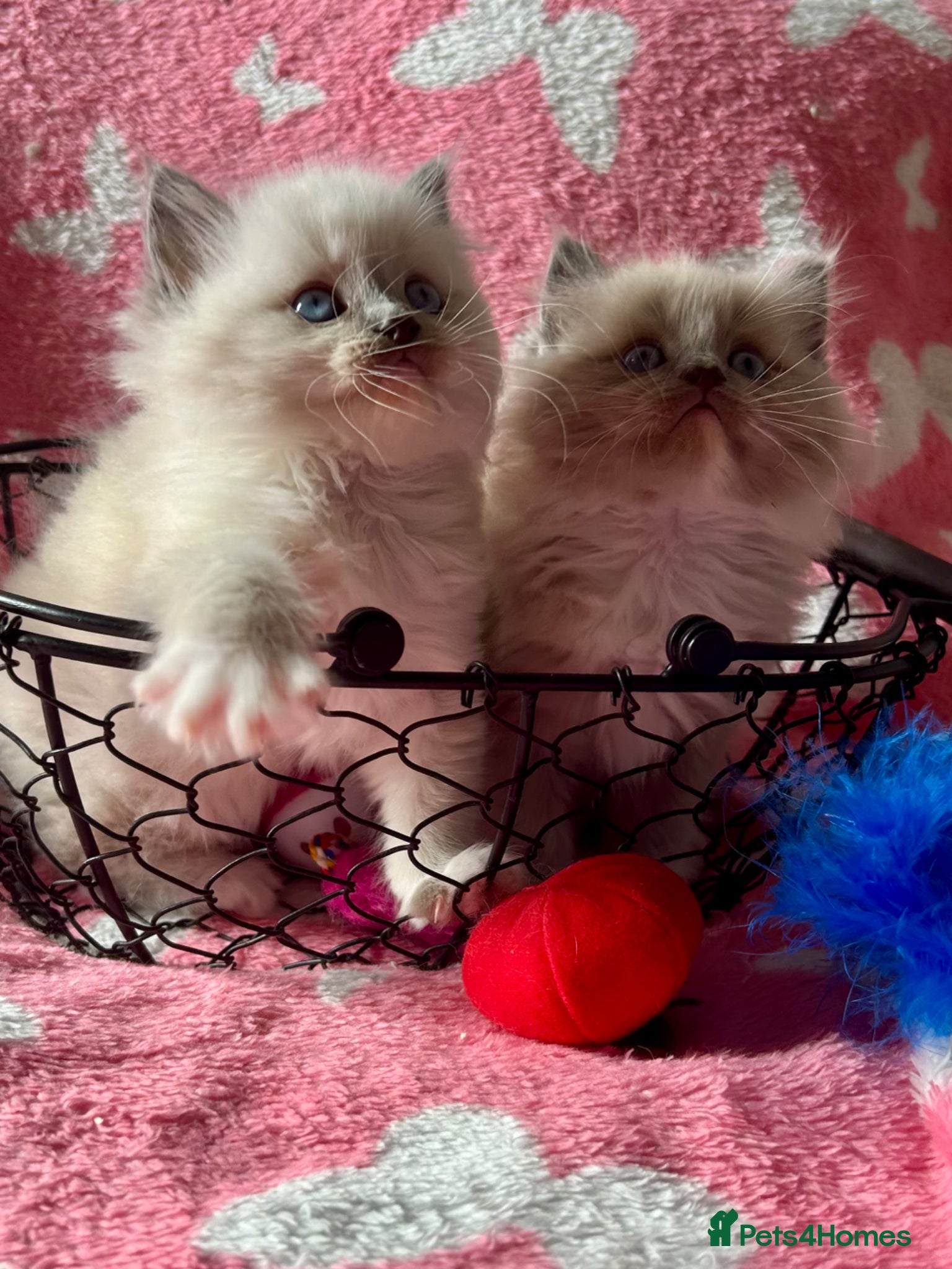 Ragdoll cats for sale: Adorable Ragdolls Babies 🌸🌸🌸 - Advert 1