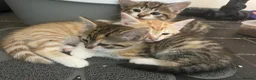 Cornish Rex cats for sale: Half Cornish Rex and Half Domestic kittens.  - Advert 8