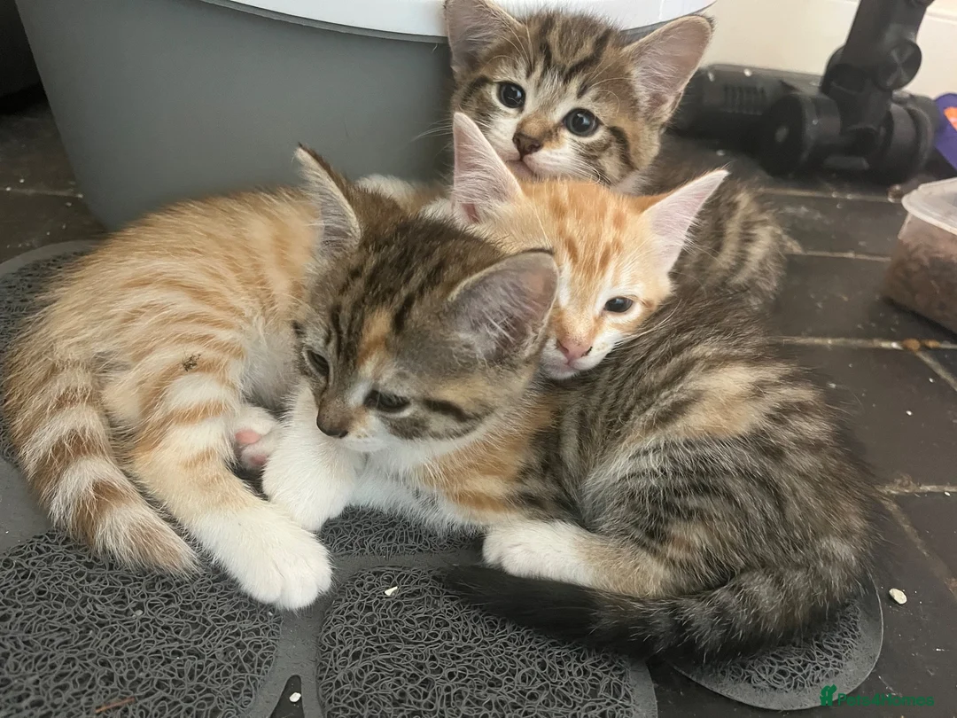 Cornish Rex cats for sale: Half Cornish Rex and Half Domestic kittens.  - Advert 8