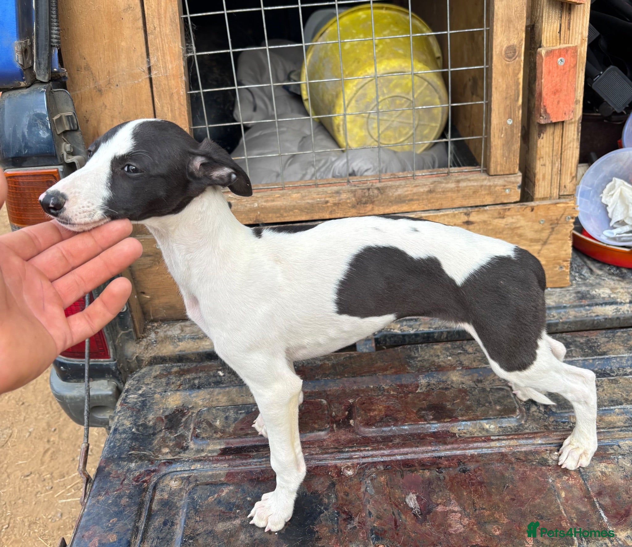 Whippet dogs Last KC whippet boy pup jabbed and microchipped  - Advert 1