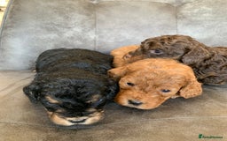 Cockapoo dogs for sale: F1 & F1b puppies. Health tested.  - Image 5