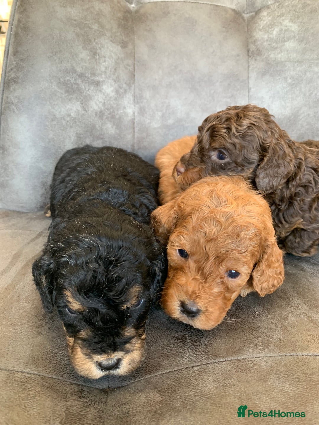 Cockapoo dogs for sale: F1 & F1b puppies. Health tested.  - Image 5