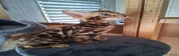 Bengal cats for sale: Bengal Kittens  - Advert 8