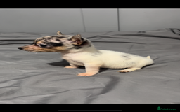 Mixed Breed dogs for sale: Gorgeous litter of Jack x chi pups  - Image 9