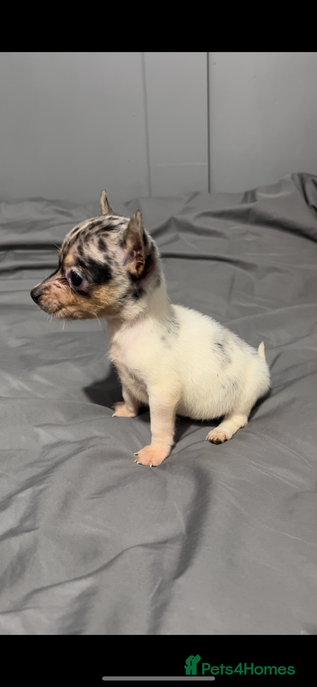 Mixed Breed dogs for sale: Gorgeous litter of Jack x chi pups  - Image 9