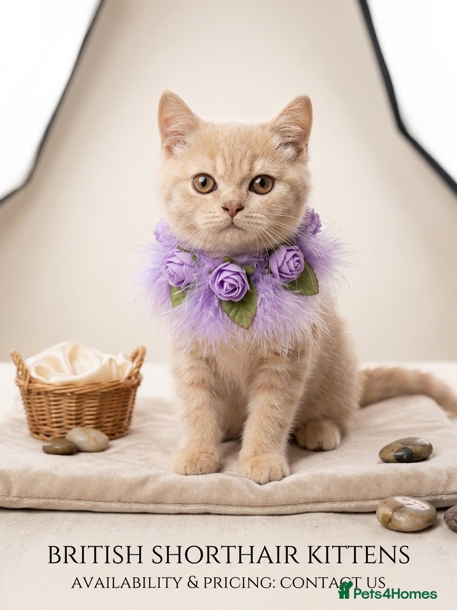 British Shorthair cats Gorgeous British shorthair kittens - Advert 3
