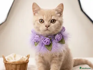British Shorthair cats Gorgeous British shorthair kittens - Advert 3
