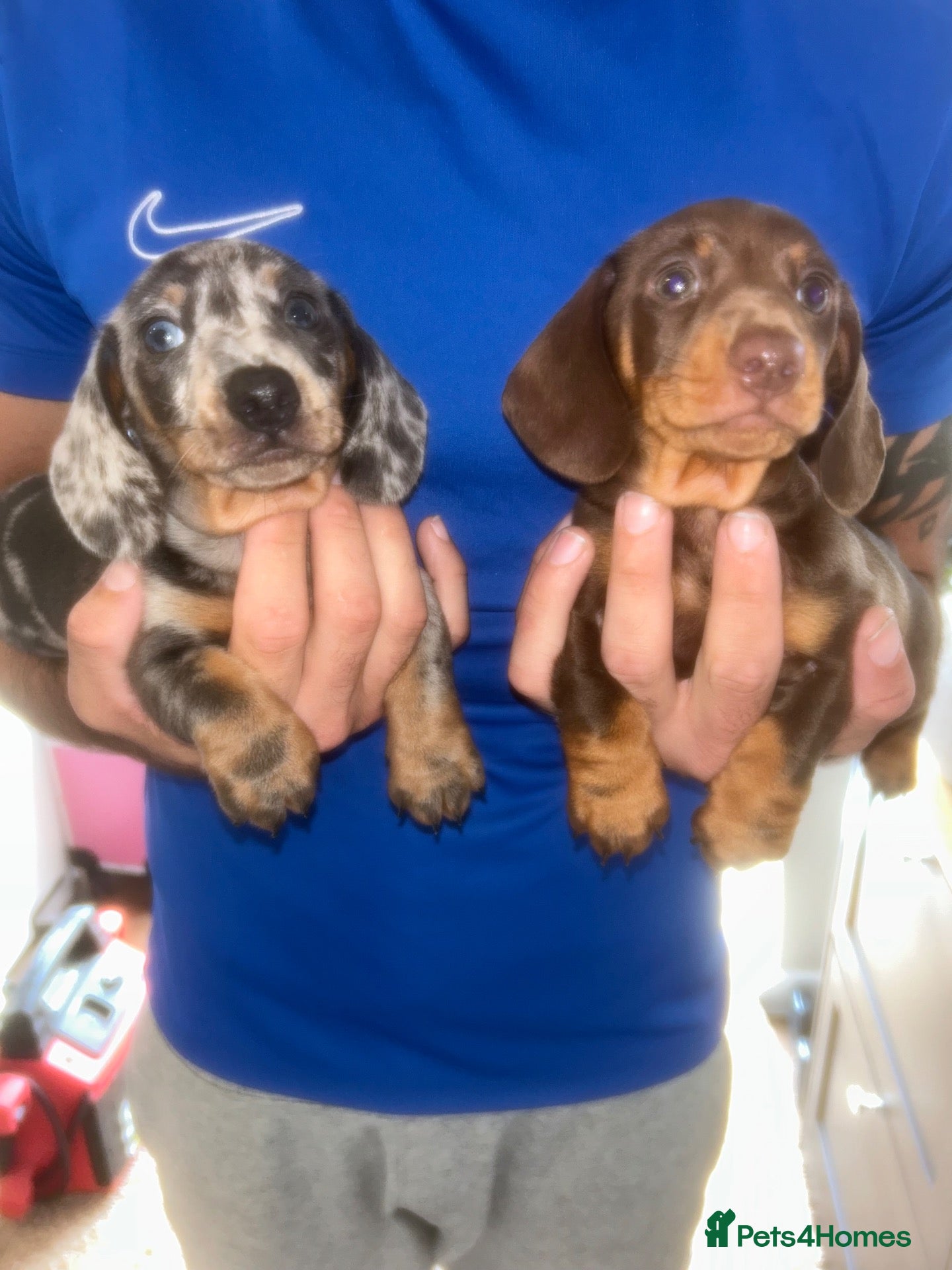 Miniature Dachshund dogs Kc reg miniature dachshund puppies  - Advert 6