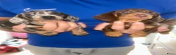 Miniature Dachshund dogs for sale: Kc reg miniature dachshund puppies  - Advert 1