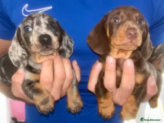 Miniature Dachshund dogs Kc reg miniature dachshund puppies - Advert 6