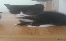 European cats for sale: Kittens - Image 4