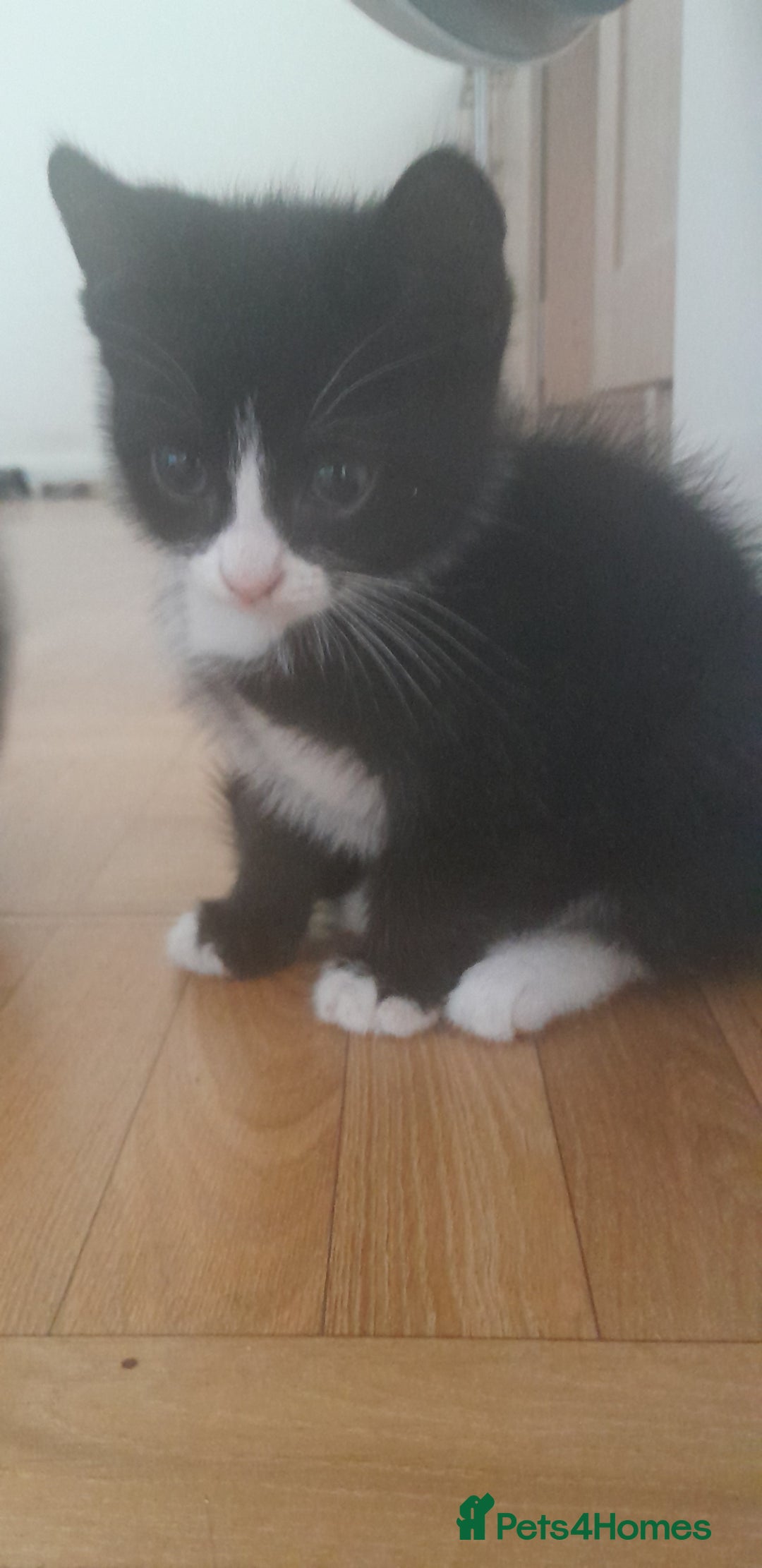 European cats for sale: Kittens - Image 4