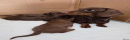 Miniature Dachshund dogs for sale: Stunning KC registered Miniature Dachshund's - Advert 5
