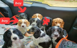 Cocker Spaniel dogs for sale: Cocker Spaniel puppies - Image 12