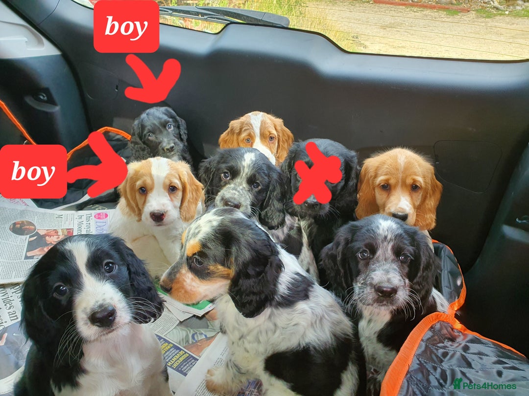 Cocker Spaniel dogs for sale: Cocker Spaniel puppies - Image 12