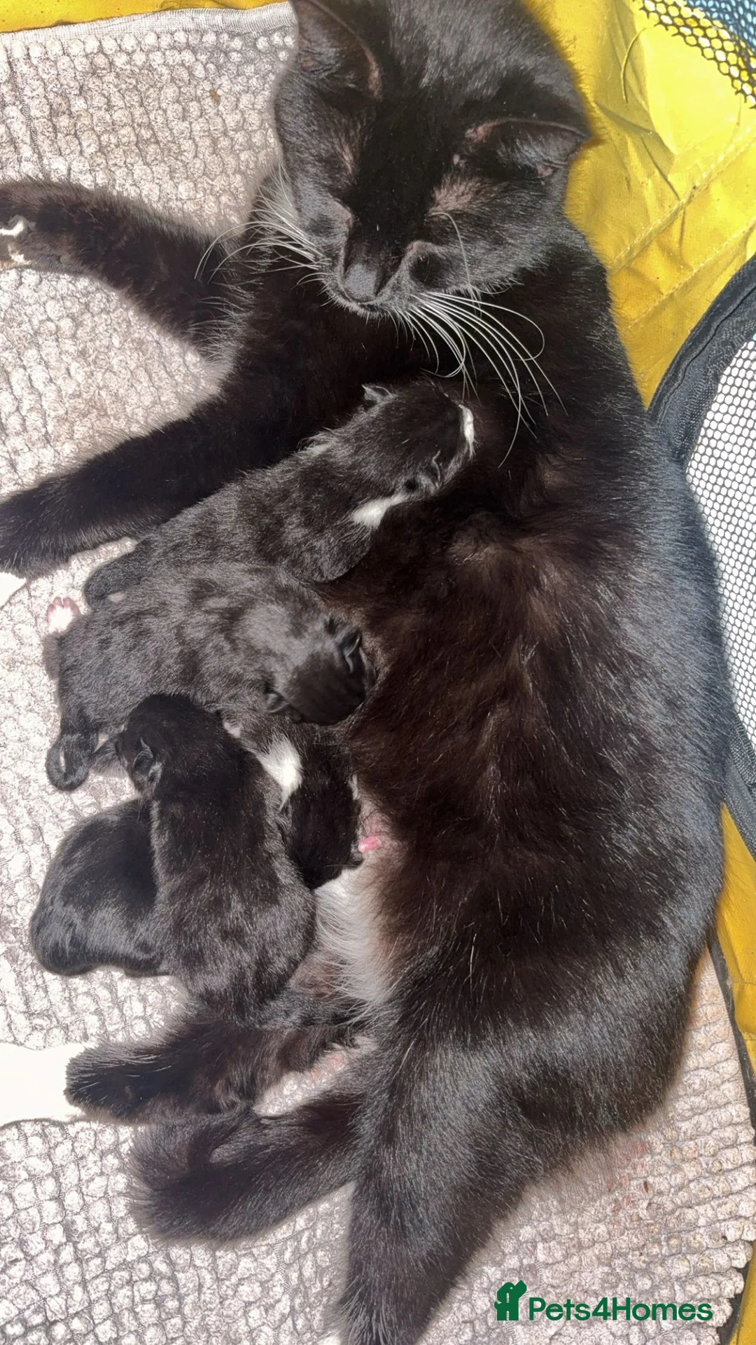 Mixed Breed cats for sale: 5 BEAUTIFUL MIXED KITTENS😍😍 - Advert 1