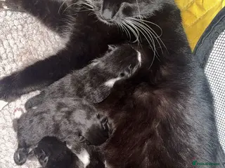 Mixed Breed cats 5 BEAUTIFUL MIXED KITTENS😍😍 - Advert 1