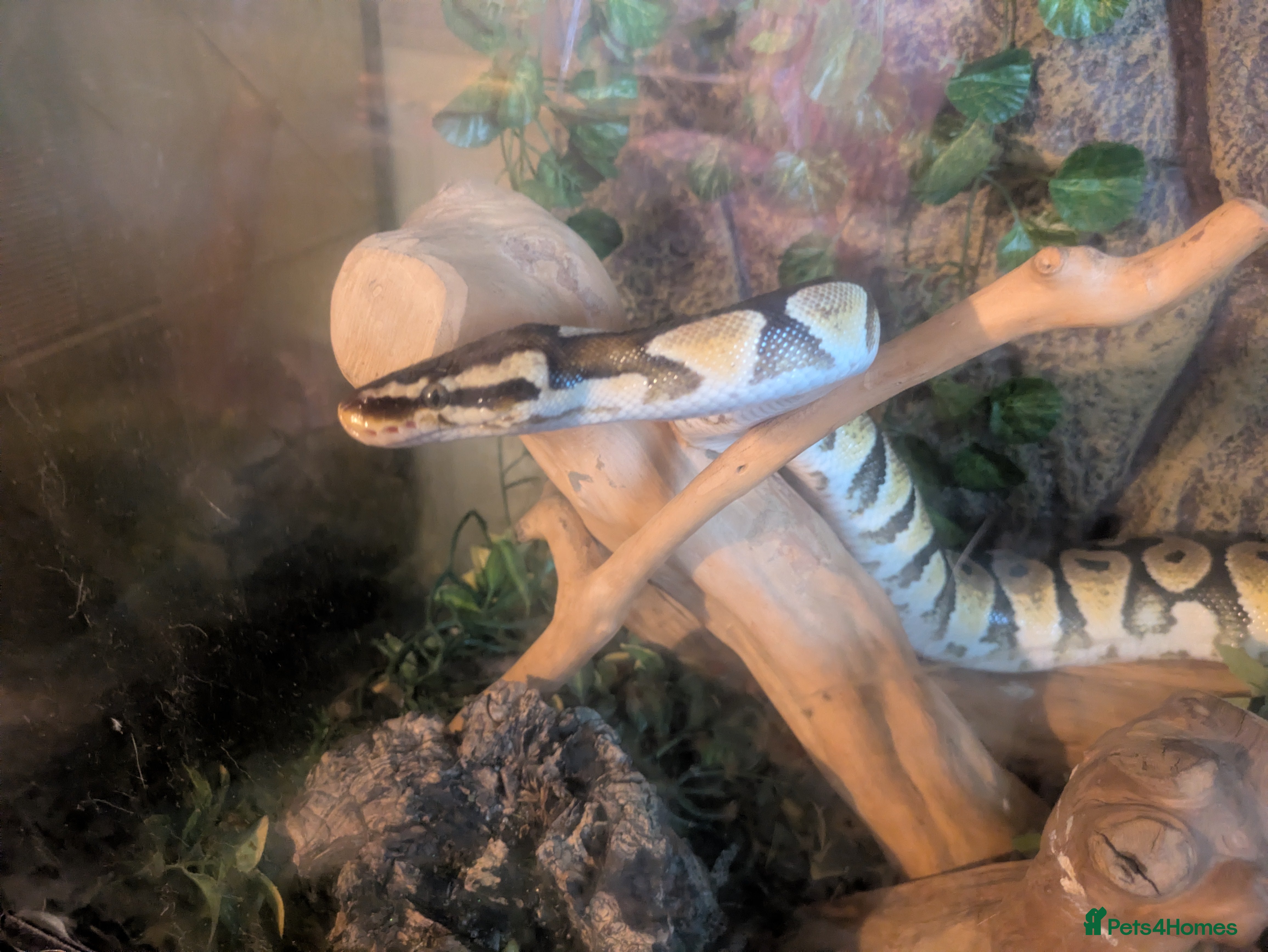 Python Snake reptiles Female royal morph pastel python - Advert 1