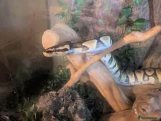 Python Snake reptiles Female royal morph pastel python - Advert 19