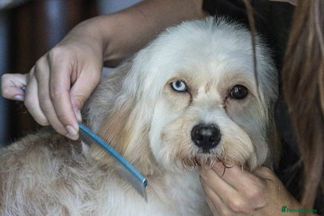 Cavapoo dogs for stud: MERLE Cavapoo - Advert 3