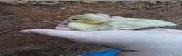 Chickens poultry for sale: Duckling and chicks available - Advert 16