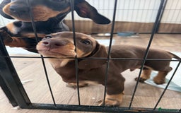 Miniature Dachshund dogs for sale: Mini dash - brown male - ready now  - Image 2