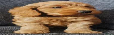 Cockapoo 7