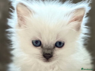 Ragdoll cats 🎀 LOVING GCCF KITTENS 🦋🎀 - Advert 2