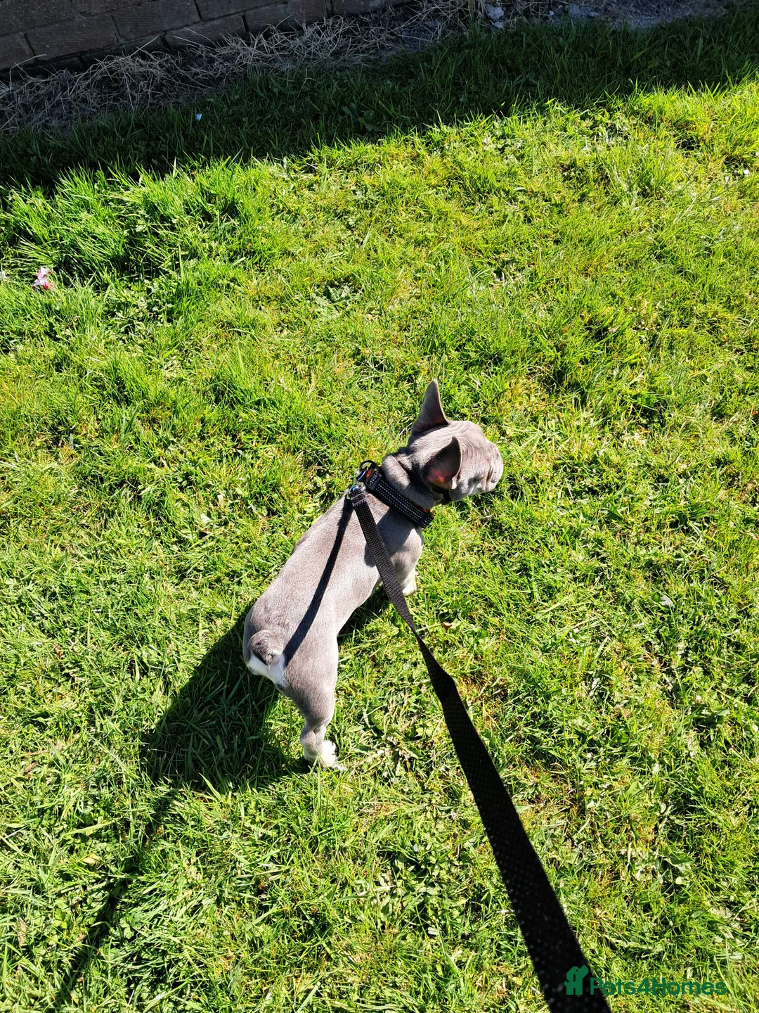 French Bulldog dogs for sale: Male Fench bulldog - Advert 5