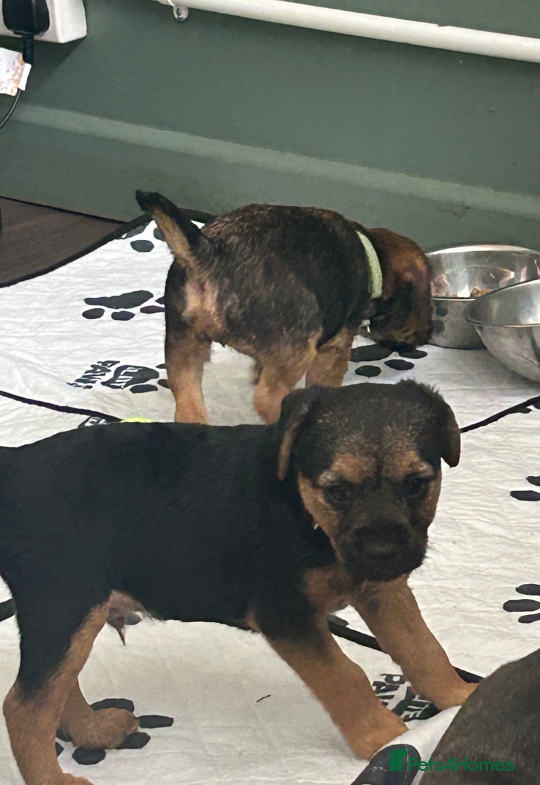 Border Terrier dogs for sale: Border Terrier Pups - Image 38
