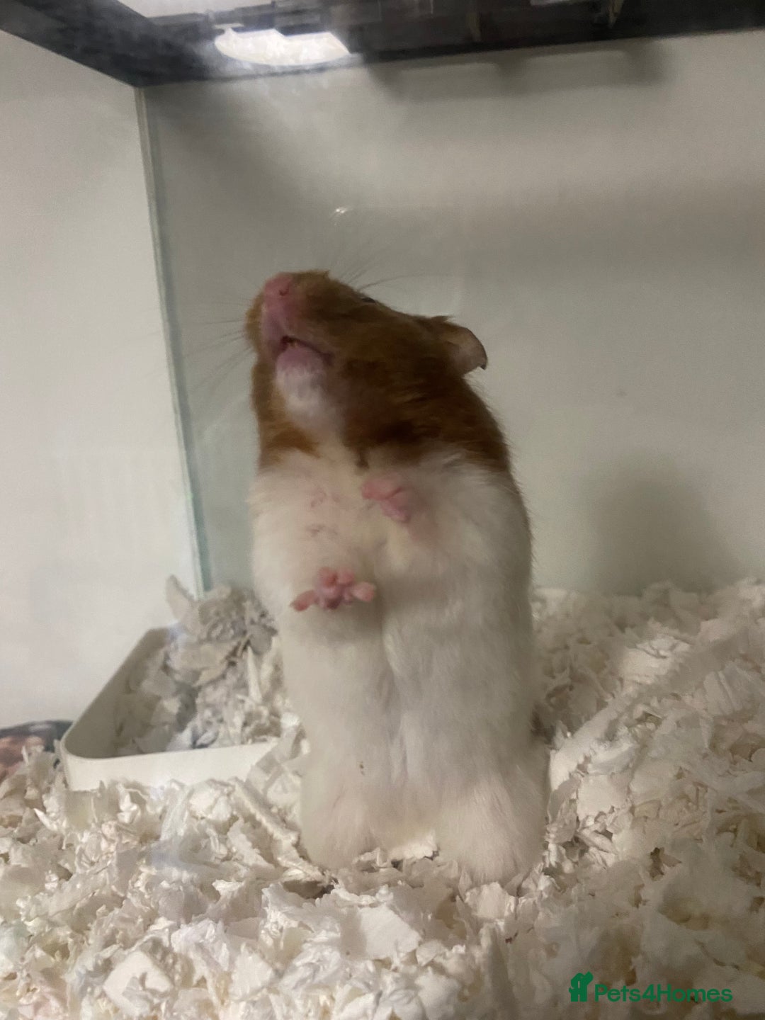 Hamster rodents for sale: Male Syrian hamster  - Image 4