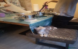 Maine Coon cats for sale: Maine Coon Kittens Parents Tica Reg& Health tested - Image 14