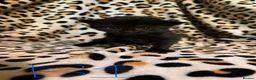 Mixed Breed cats for sale: 5 beautiful kittens for sale! - Advert 6