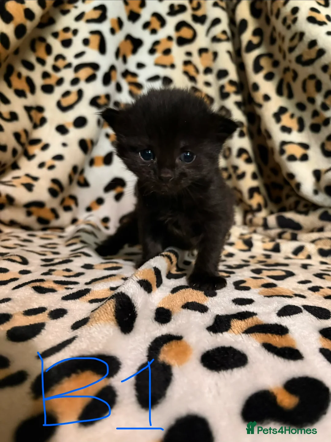 Mixed Breed cats for sale: 5 beautiful kittens for sale! - Advert 6