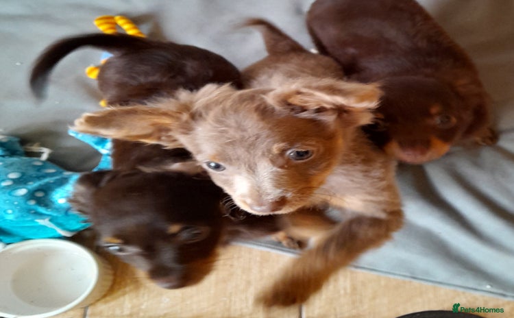 Russian Toy Terrier dogs - Advert 7