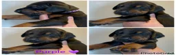 Dobermann dogs for sale: 5 beautiful puppies for sale  - Advert 14