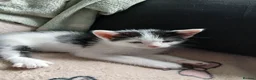 Mixed Breed cats for sale: Beautiful adorable little kitten - Advert 25