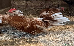 Chickens poultry for sale: Thuringian Chamoise Boys x 3 For Sale Dob 4/5/2025 - Image 3