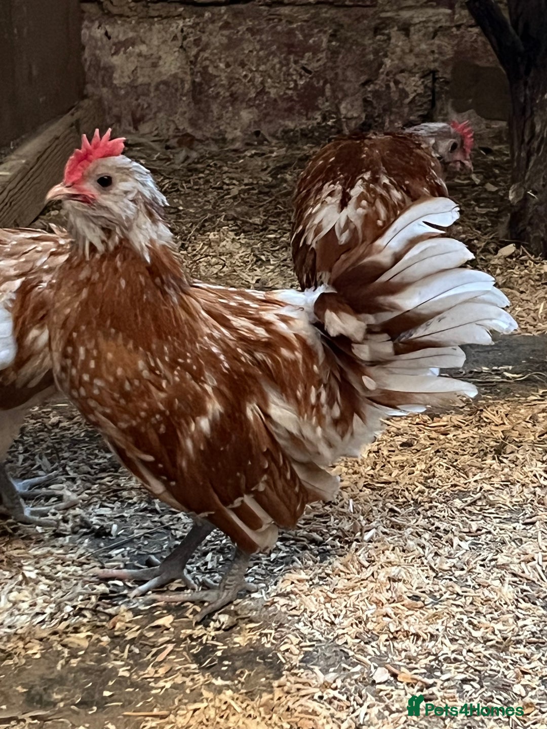 Chickens poultry for sale: Thuringian Chamoise Boys x 3 For Sale Dob 4/5/2025 - Image 3