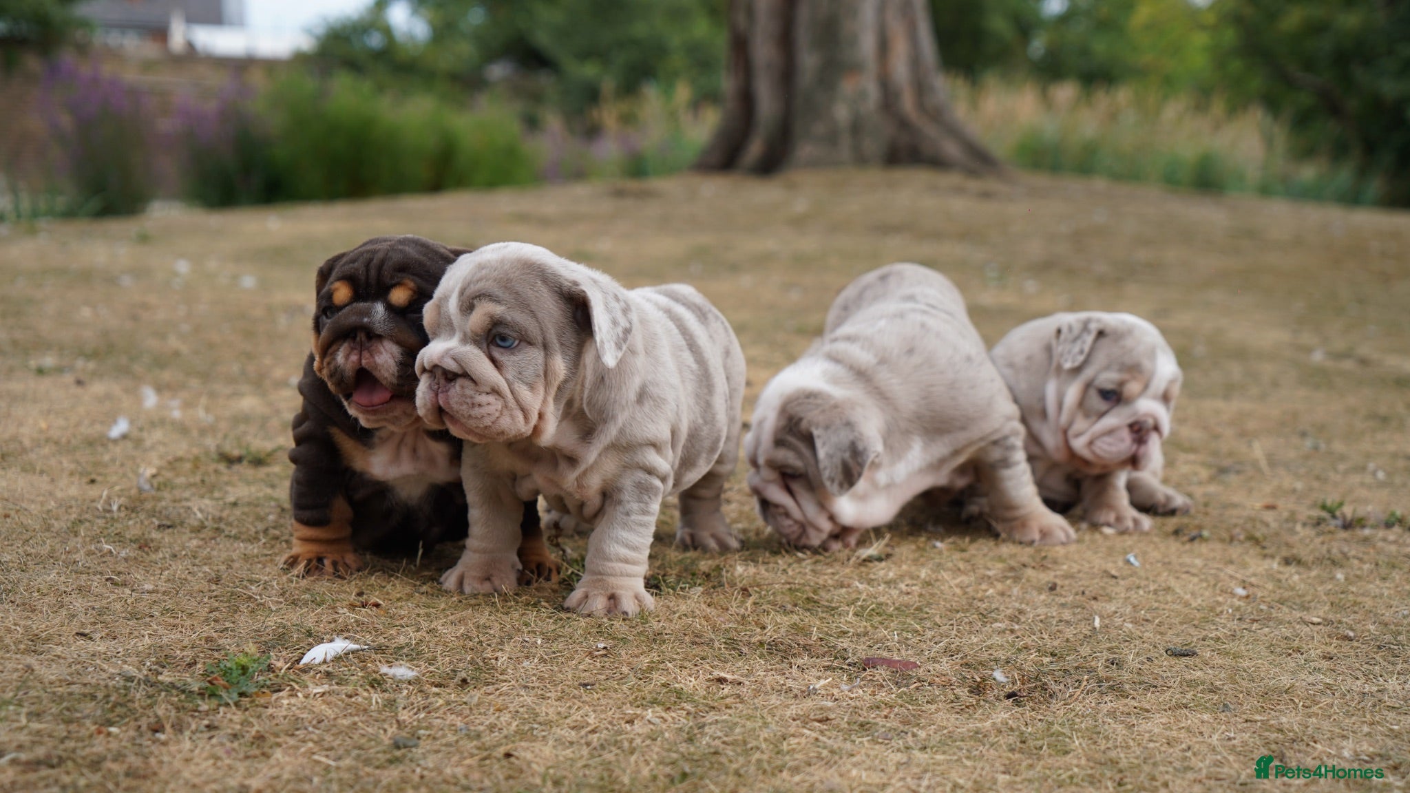 English Bulldog dogs Quality Chunky English Bulldog Puppies! Ready 🏡  - Advert 8