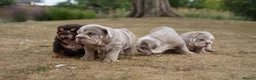 English Bulldog dogs for sale: 💎 English Bulldog Puppies!  1🌸- Girl left 🏡  - Advert 12