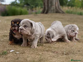 English Bulldog dogs Quality Chunky English Bulldog Puppies! Ready 🏡 - Advert 10