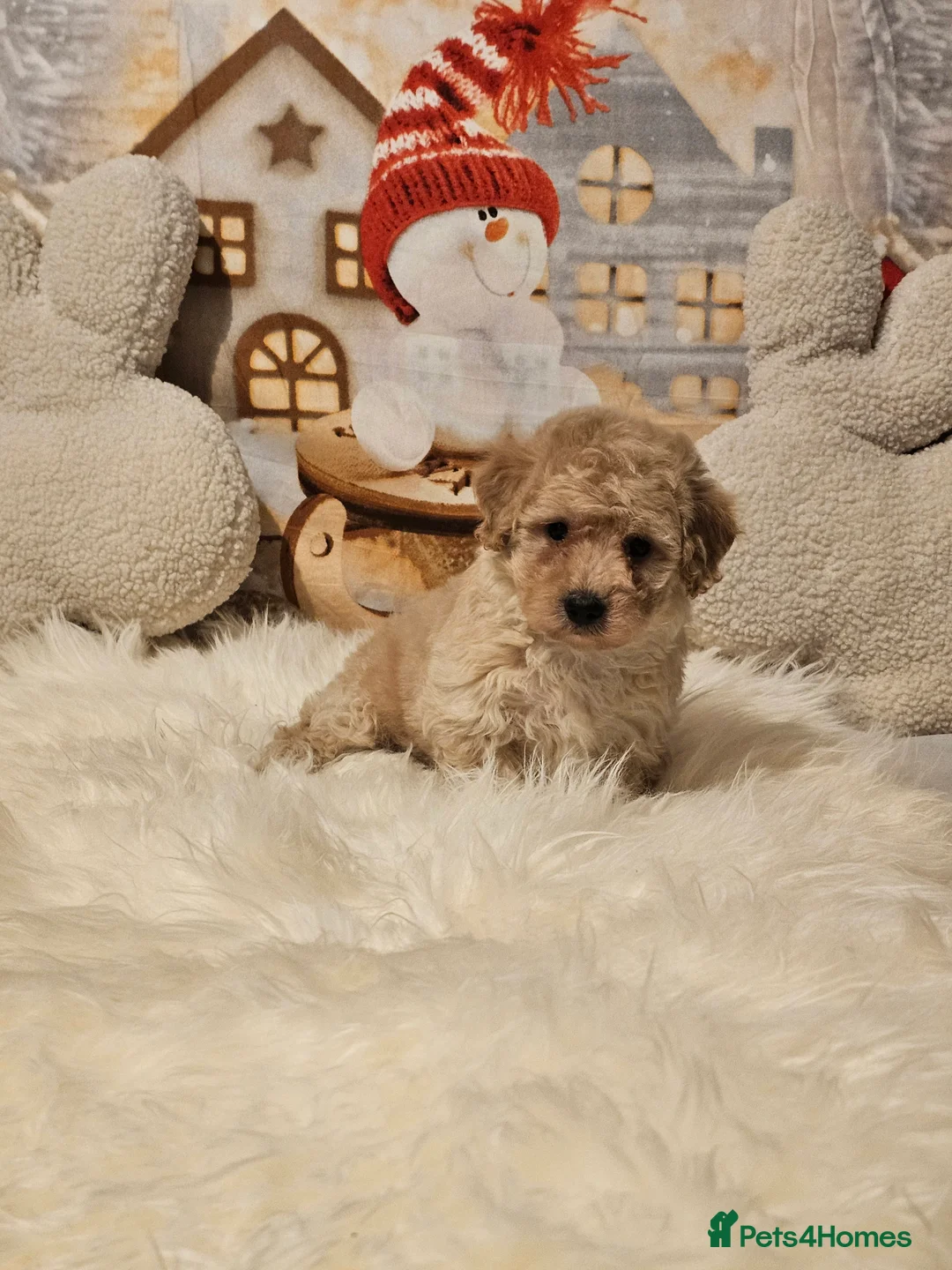 Maltipoo dogs for sale: 🐶 Beautiful Apricot Maltipoo Puppies for Sale 🐶 - Advert 15