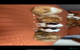 Guinea Pig rodents for sale: 6 male Guinea pig with hutch  - Image 2
